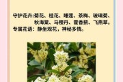 天蝎座代表花是什么_天蝎座花语及含义