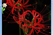 天蝎座守护花彼岸花的花语_彼岸花适合天蝎座吗