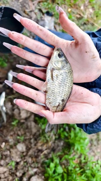 逮双鱼怎么选钓位_逮双鱼用什么饵料