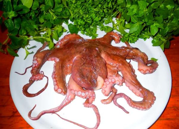 魔羯章鱼是什么_魔羯章鱼能吃吗