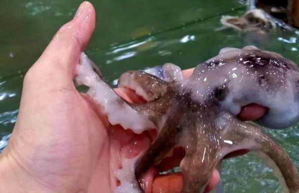 魔羯章鱼是什么_魔羯章鱼能吃吗