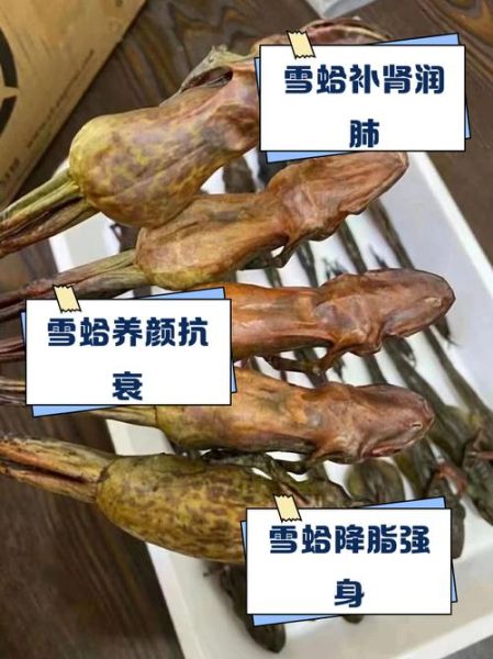 魔羯蛤蟆是什么_魔羯蛤蟆怎么养
