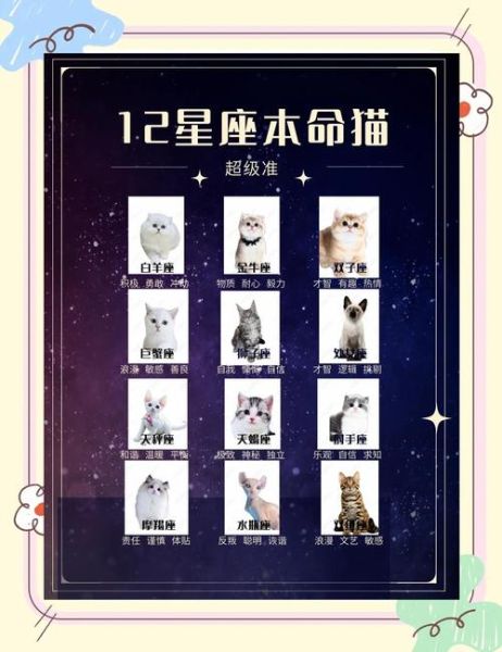 魔羯座适合养什么猫_性格匹配度高的猫咪推荐
