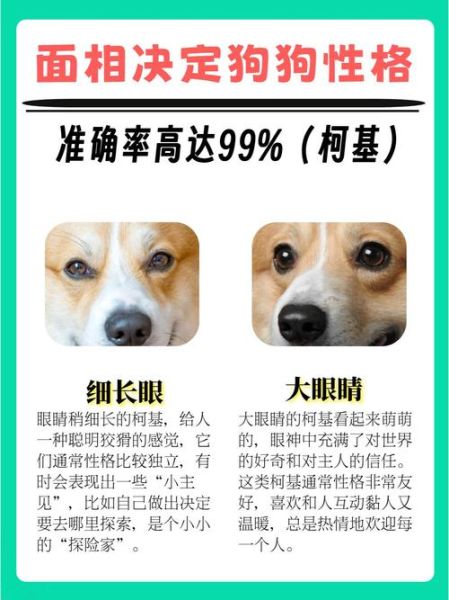 魔羯狗狗性格特点_如何训练魔羯狗狗