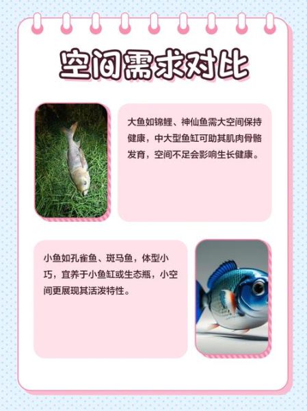 魔羯大鱼是什么_魔羯大鱼怎么养