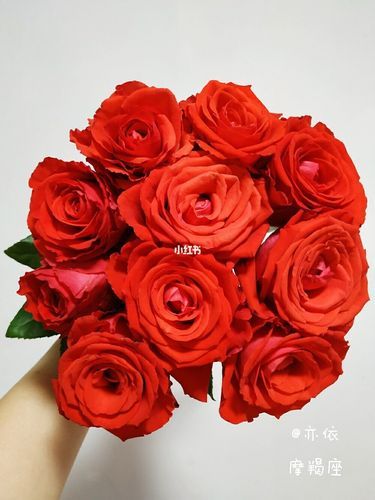 魔羯玫瑰是什么花_魔羯玫瑰怎么养