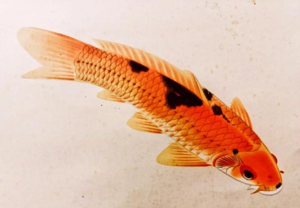 画双鱼的寓意是什么_画双鱼有什么风水讲究