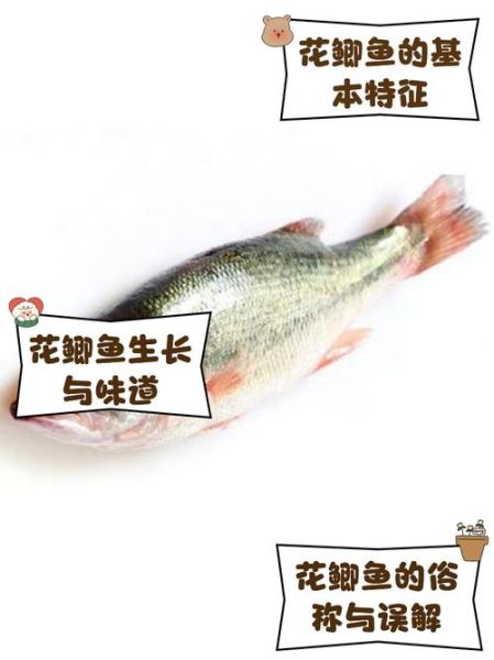 花双鱼是什么鱼_花双鱼和锦鲤的区别