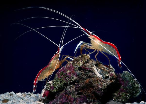 魔羯虾是什么虾_魔羯虾和普通虾区别