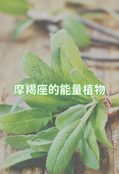 魔羯座适合养什么盆栽_魔羯座开运植物推荐