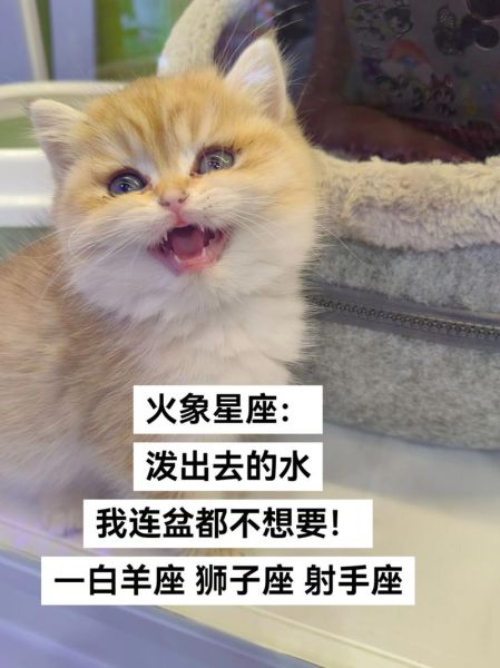 狮子陪双鱼_如何让火象与水象长久相处