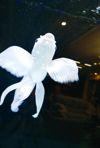 双鱼窝怎么养_双鱼窝适合什么鱼