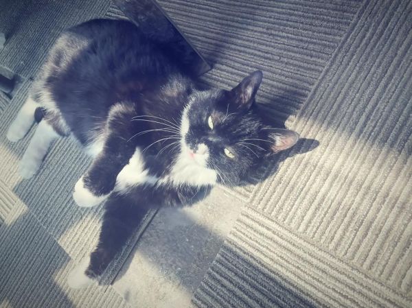 双鱼钰是什么_双鱼钰的功效与作用