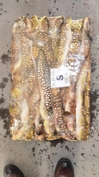 双鱼鲮是什么鱼_怎么做好吃