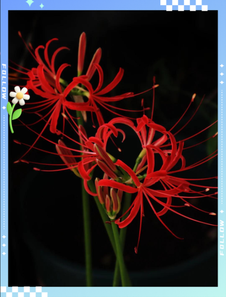 天蝎座守护花彼岸花的花语_彼岸花适合天蝎座吗