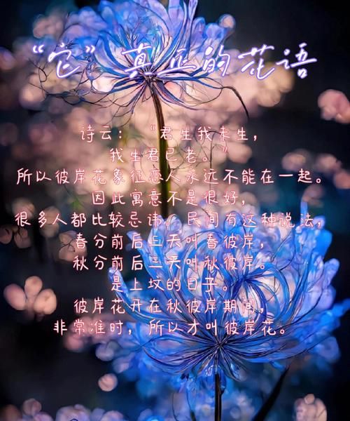 天蝎座守护花彼岸花的花语_彼岸花适合天蝎座吗