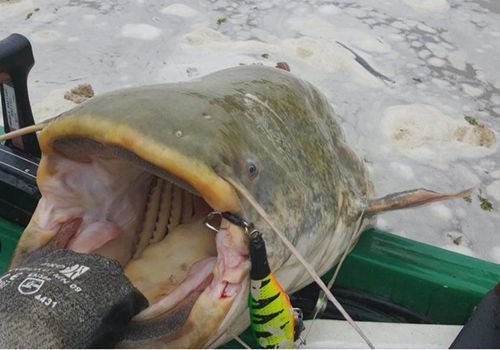 鲶鱼魔羯_如何相处才长久