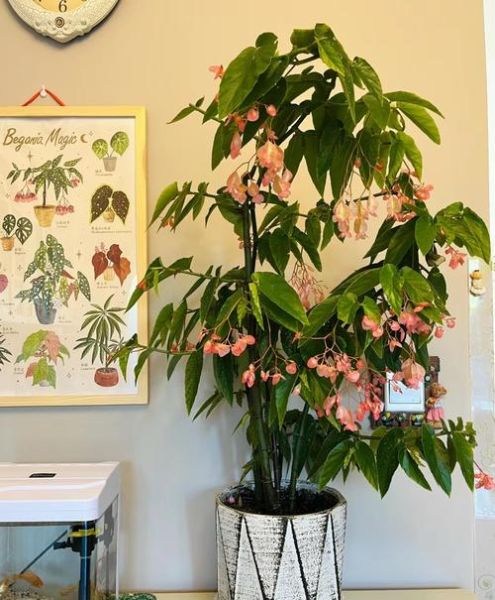 魔羯座适合养什么盆栽_哪些绿植能提升事业运