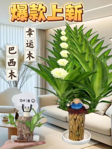 魔羯座适合养什么盆栽_哪些绿植能提升事业运