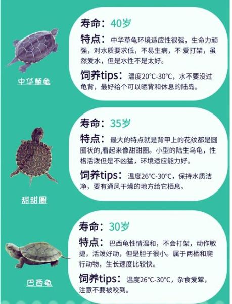 天蝎座乌龟性格特点_怎么养才亲人