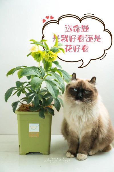 魔羯座适合养什么盆栽花_魔羯座开运植物推荐