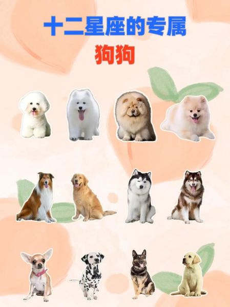 属狗魔羯水瓶座男人爱情_如何相处