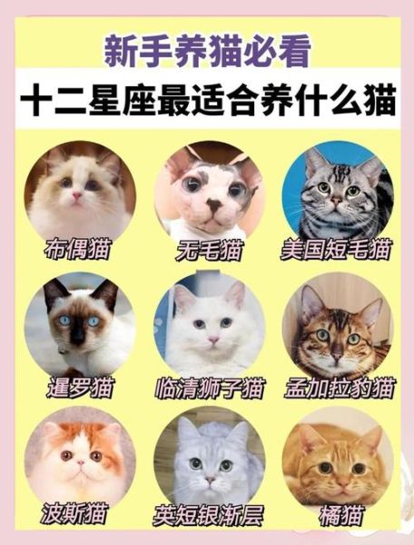 双鱼座适合养猫吗_微博热门话题解析